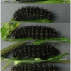 bol dia larva5 volg1